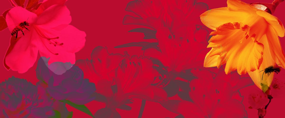 Stylized image of azaleas and daffodils on a red background